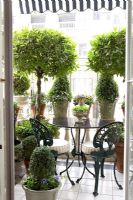 Classic balcony with topiary bushes