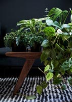 Green houseplants in dark living room 